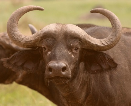 Buffalo portrait from the savanna