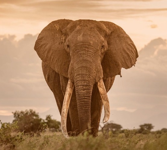 Elephant in a protected landscape