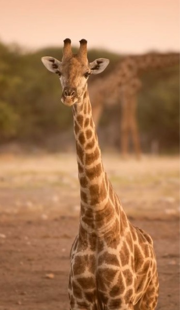 Giraffe standing in warm light